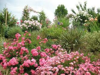 Rose Flower Garden HD Wallpaper Image Pictures Tattoos
