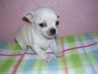 Pictures Of Teacup Puppies HD Wallpaper And