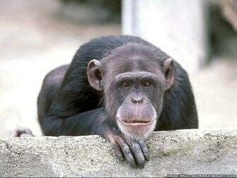 Beautiful Wallpaper Monkey HD