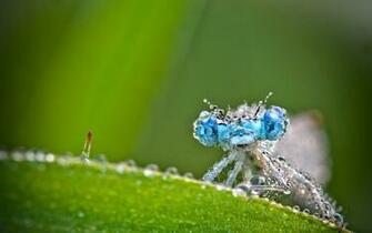 Insect Macro Wallpaper Raindrops
