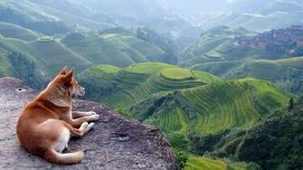 Nature Animals HD Wallpaper