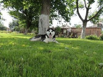 Siberian Huskies Husky Arnie Blue Eyes Summer Wallpaper
