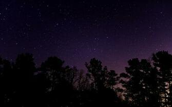 Trees Under The Starry Sky Wallpaper