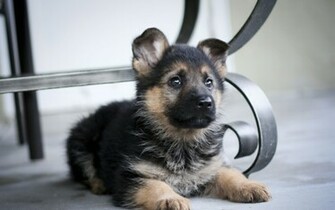 German Shepherd Puppy Wallpaper High Definition Quality