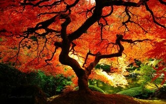 Desktop Wallpaper Fall Colors In HD