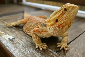 Bearded Dragon Wallpaper Background