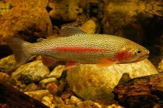 Rainbow Trout Desktop Wallpaper