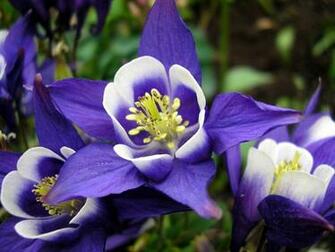 Spring Flower Columbine Blue HD Wallpaper