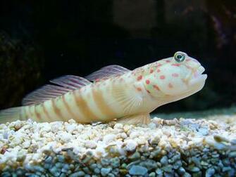 Watchman Goby Wallpaper High Quality