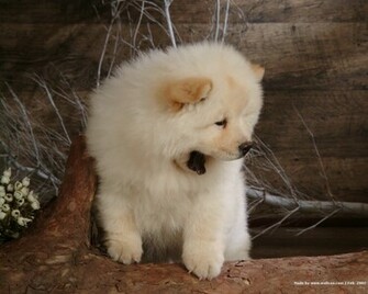 Chow Wallpaper Desktop Animal Planet HD