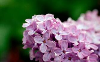 Wallpaper Flower About Thinking Violet Flowers