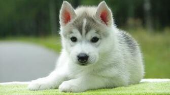 HD Wallpaper Puppy Husky Puppies Desktop