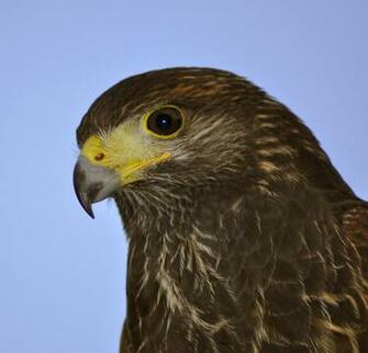Hawk Wallpaper Desktop HD Eagle