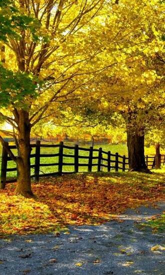 Nature Live Wallpaper For Android