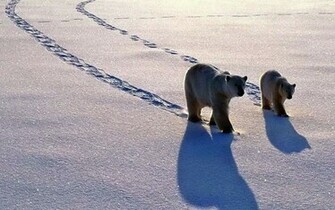 Polar Bear HD Wallpaper Desktop Background