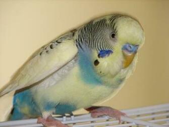 Parakeet Wallpaper Best Cars Res