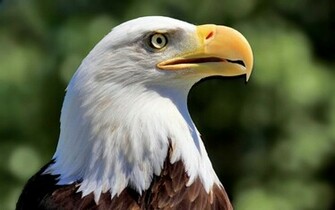 Eagle Wallpaper HD Image Eagles