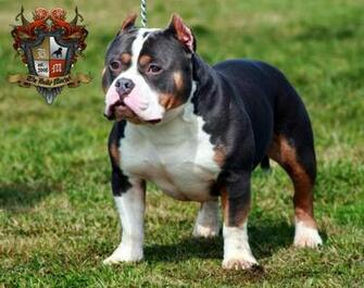 HD Wallpaper Pit Bull Dog