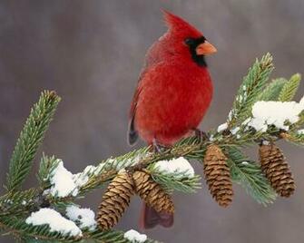 Cardinal Michigan Angry Birds Red Bird Wallpaper