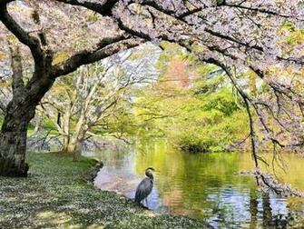Webshots Beacon Hill Park In Spring Victoria British Columbia