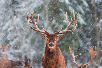 Animal Deer HD Wallpaper