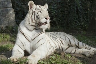 White Bengal Tiger Wallpaper Weddingdressin