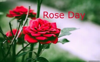Wallpaper Rose HD Of Flower