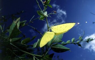 Wallpaper Papillon Fond D Cran HD Hq