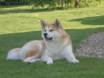 Akita Inu Wallpaper Desktop