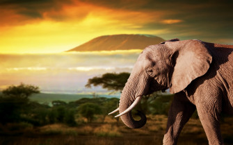 African Animals Wallpaper HD