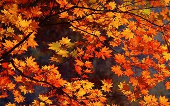 Autumn Japan Wallpaper