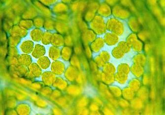 Biology Cell Background One Engul