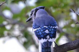 Blue Jay Computer Wallpaper Desktop Background Id