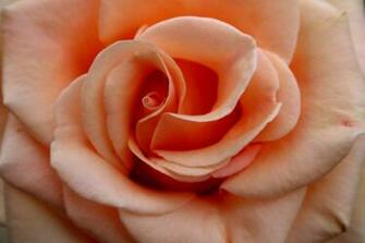 Peach Color Roses Flower Pictures And Over Other Garden