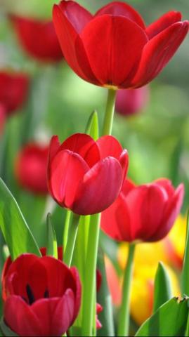 Tulip Phone Wallpaper