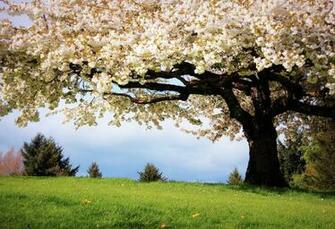 Spring Time Wallpaper HD Desktopinhq