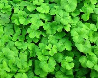Leaf Clover Wallpaper Three Clovers