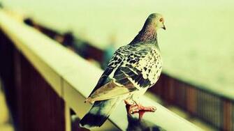 Pigeon Birds HD Wallpaper 1080p HDwallwide