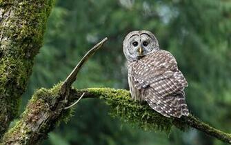 And White Owl Sitting In A Tree Full 1080p Ultra HD Wallpaper
