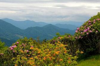 Wallpaper Mountains Usa Rhododendrons North Desktop