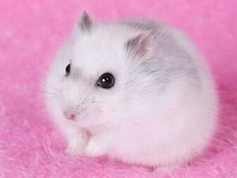 Hamster Wallpaper HD Early