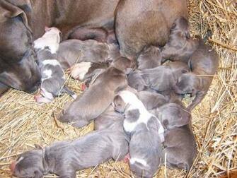 Amerikaanse Pitbull Puppies Wallpaper