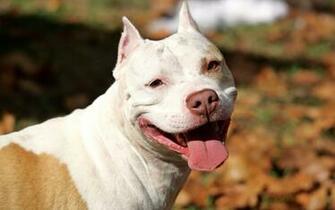 K Pek Resimleri Cinsleri Pitbull Pekleri