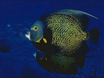 Wallpaper New Black Fish