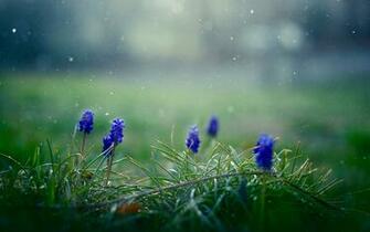 Fiori Muscari Gocce Di Natura Macro HD Wallpaper