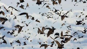 Flying Bats