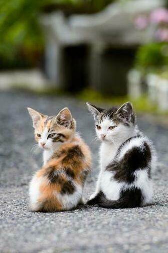 Cats iPhone Wallpaper Ipod Touch HD