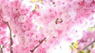 Pink Tree Blossoms Wallpaper