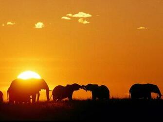 African Elephants In Kenya Computer Desktop Wallpaper Pictures