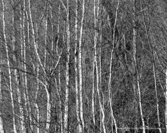 Silver Birch Woods Black And White Background Wallpaper